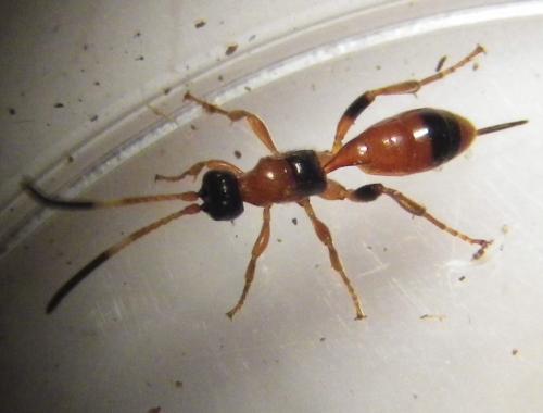 Réf. 255 664 : Aptesis nigrocincta